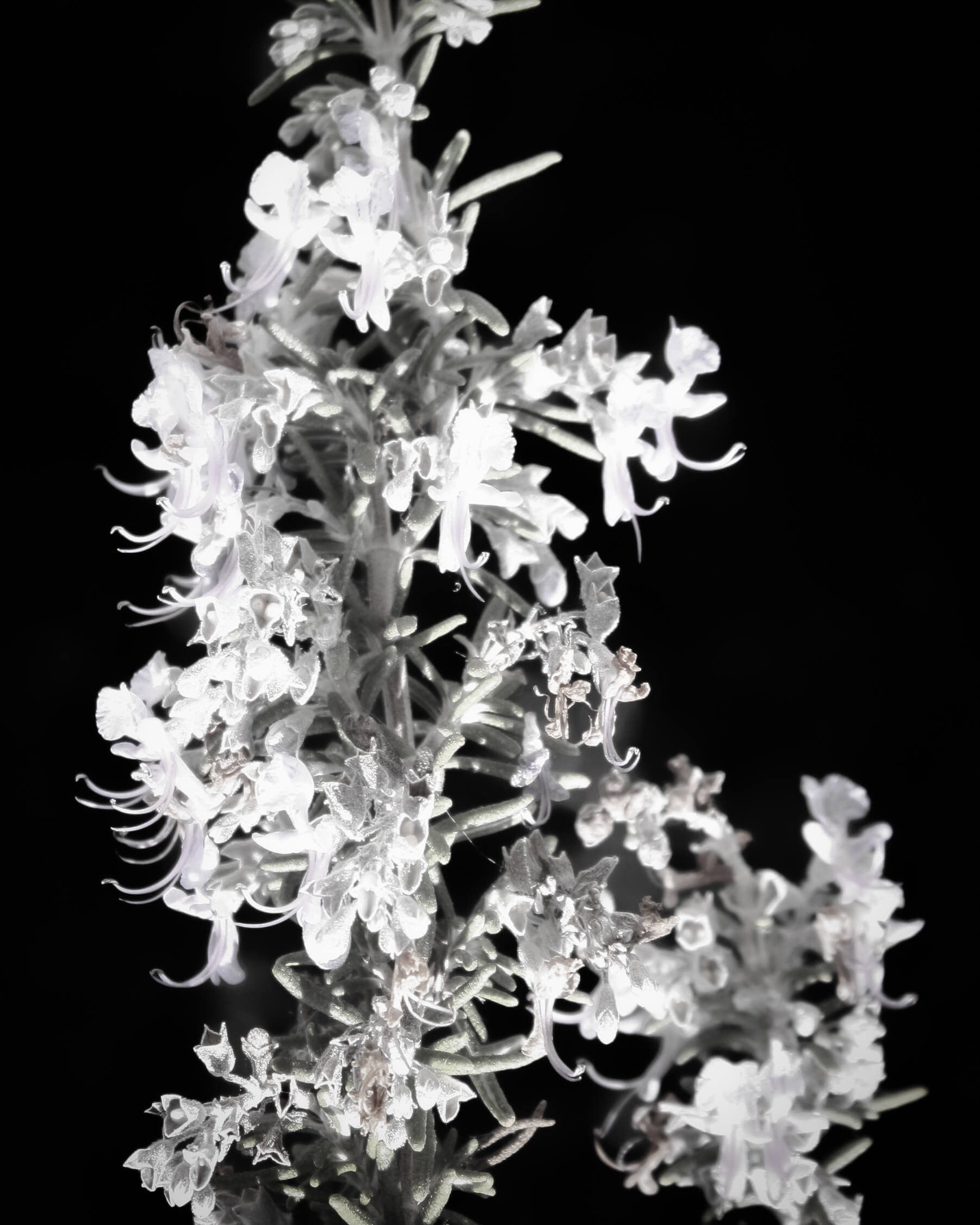 An abstract photograph of a rosemary plant