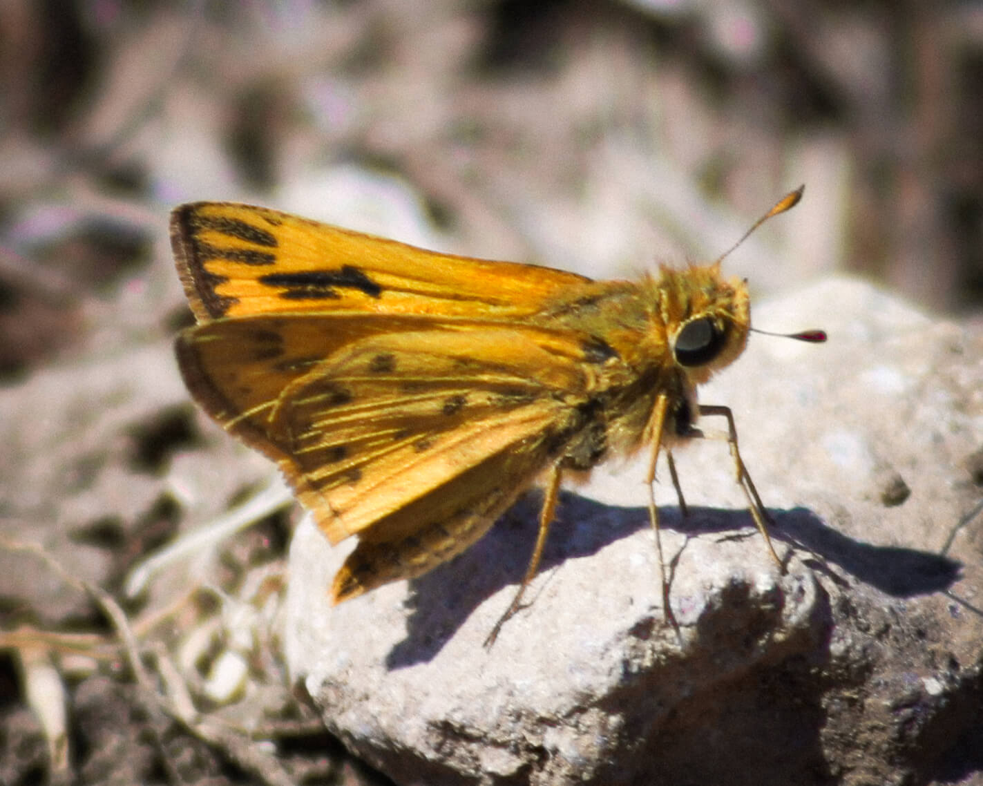 A photograph of a skipper butterfly