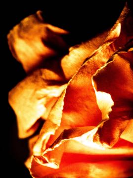 An abstract photograph of a flower, made to look like a flame